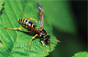 wasp