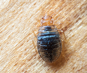 Bed Bugs Treatment Pest Control