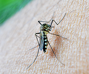 Mosquito Removal Pest Control