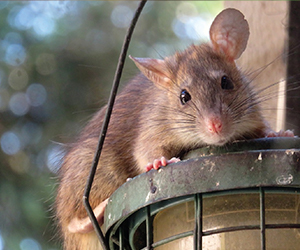natural pest control companies