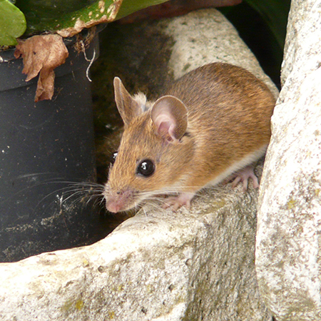 Wildlife Removal and Best Rodent Control