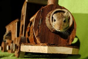wildlife pest removal