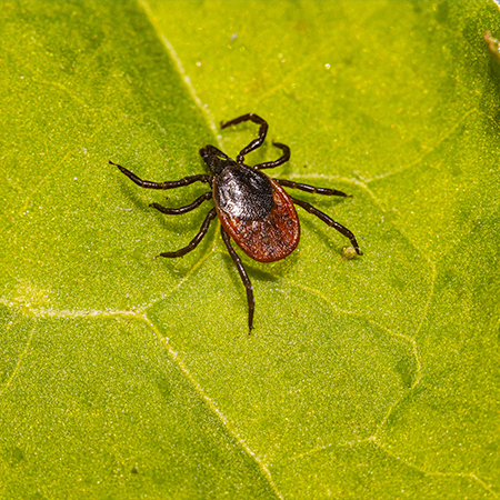 Complete Yard Protection for Mosquito, Tick, Mole & Vole Control