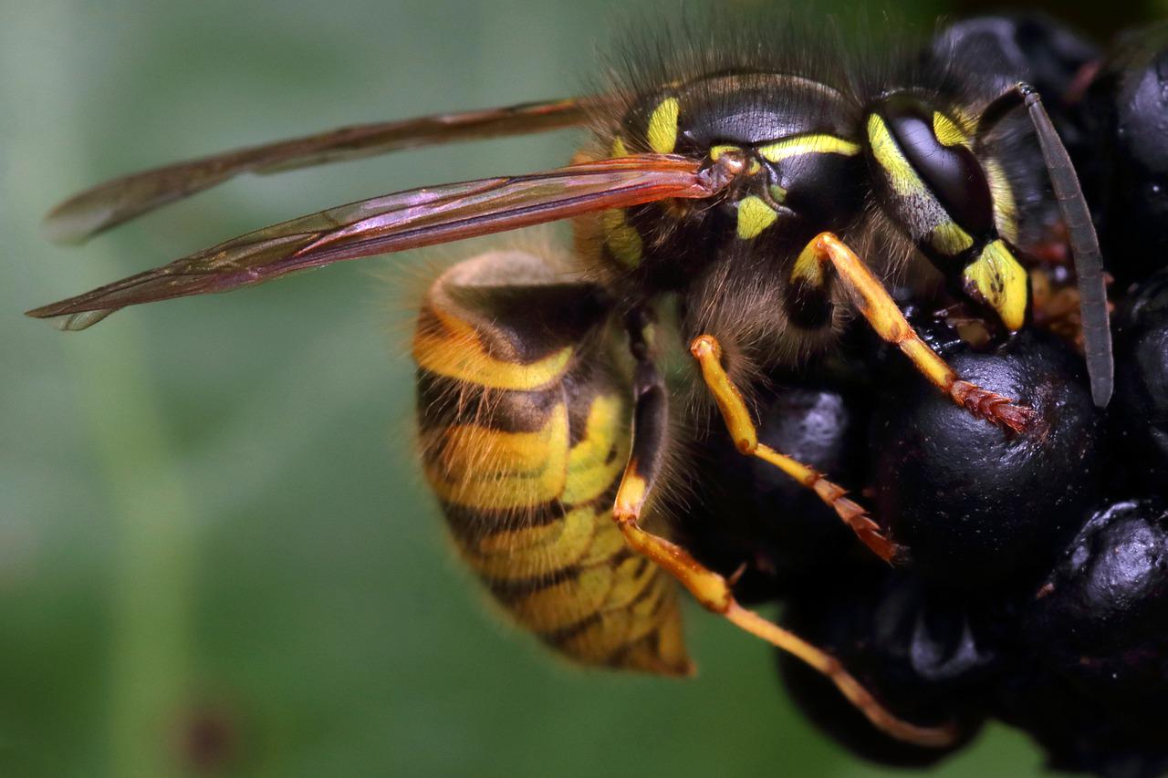 10 Facts About Yellowjackets ATTENTION Pest Solutions