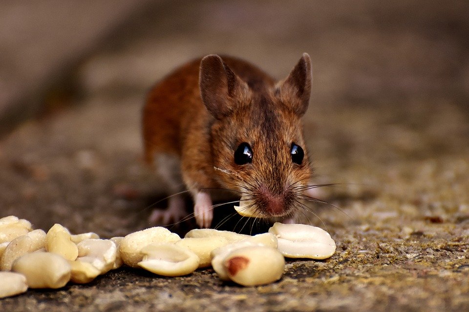 mouse eating