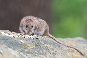 rat eating