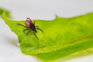 tick