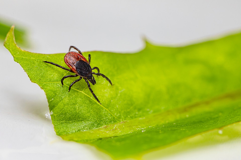 tick