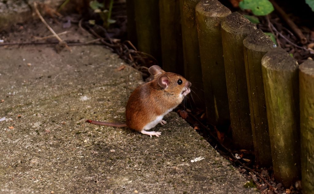 mouse