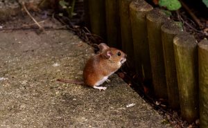 mouse