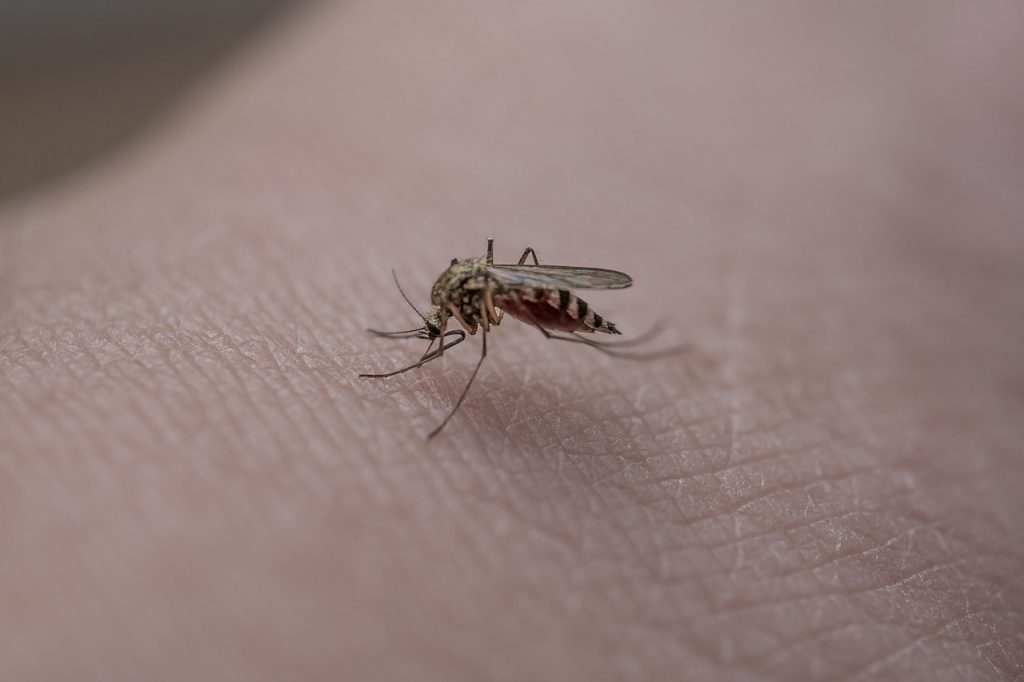 mosquito