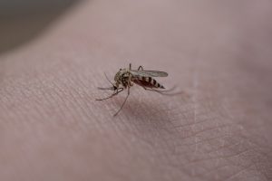 mosquito