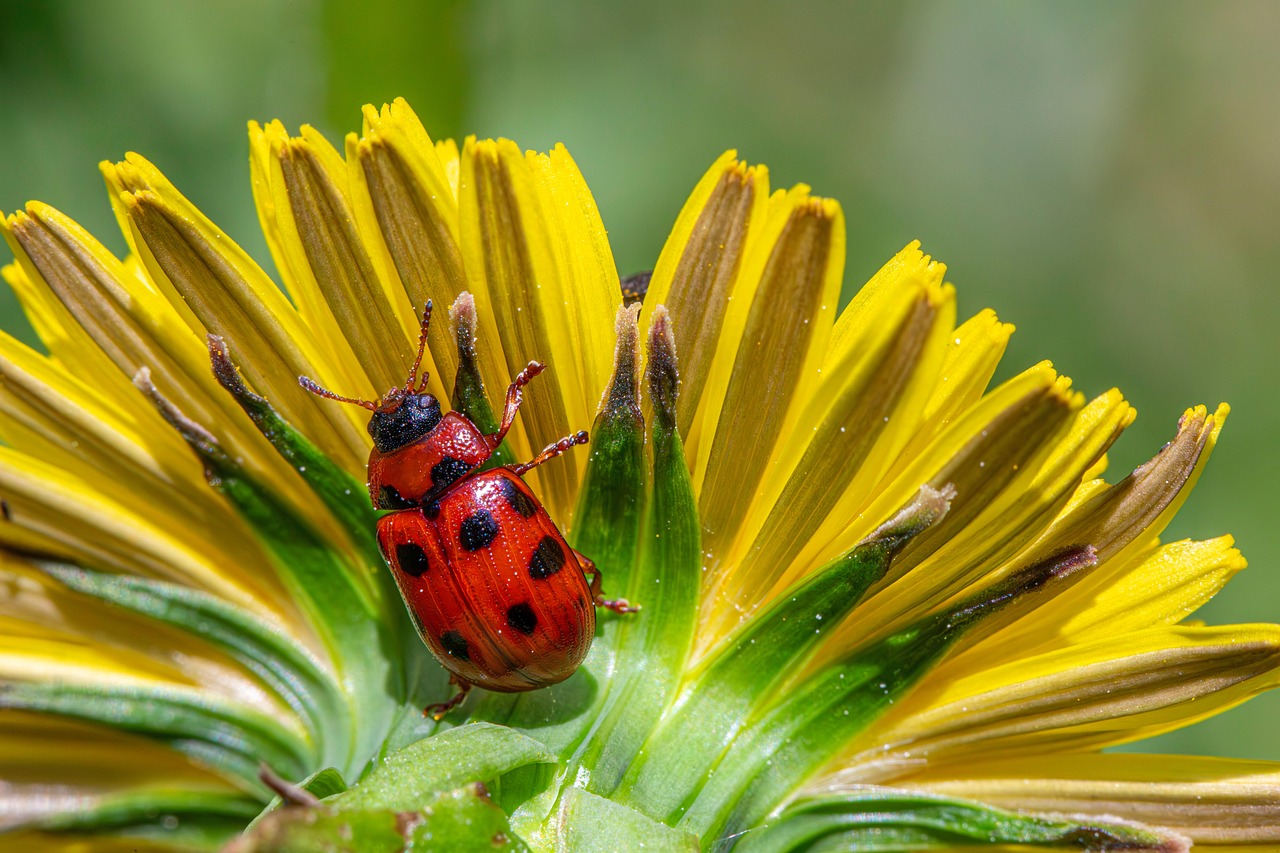 Common Spring Pests ATTENTION Pest Solutions common-spring-pests-attention-pest-solutions