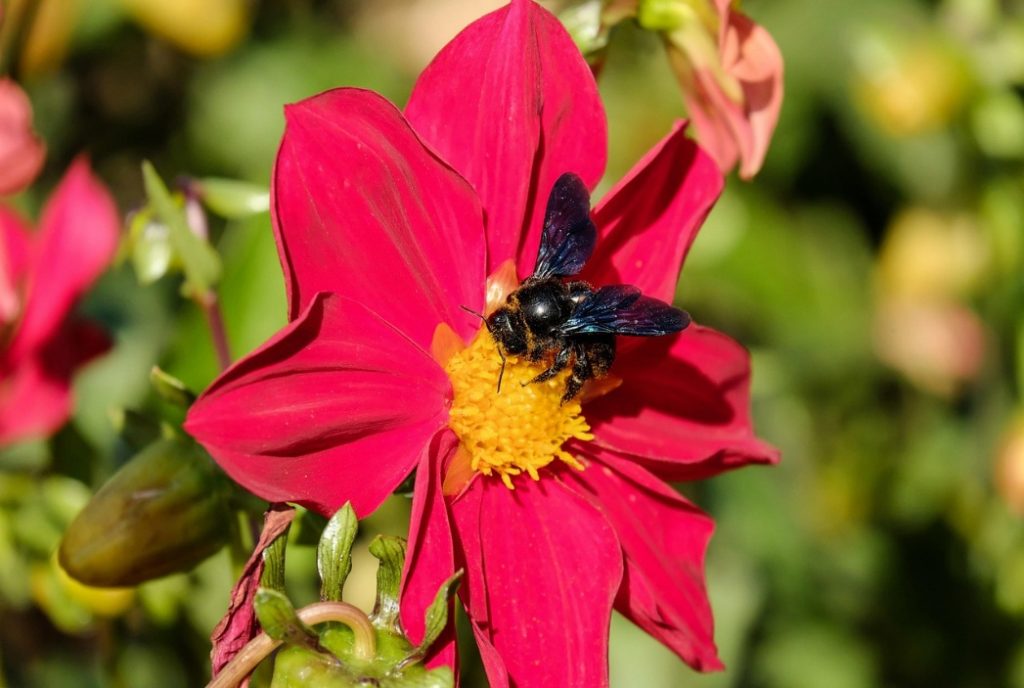 carpenter bee