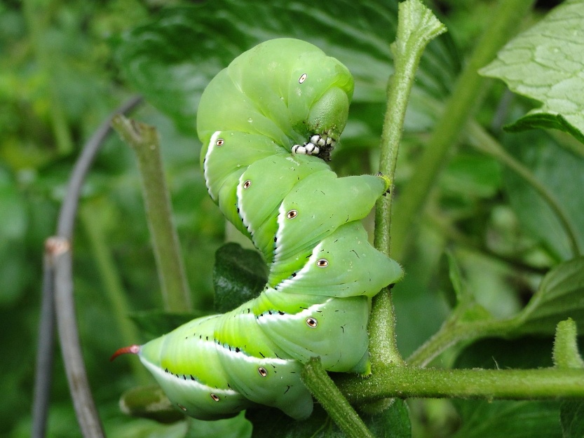 worm