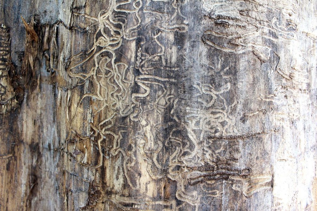 termite tracks