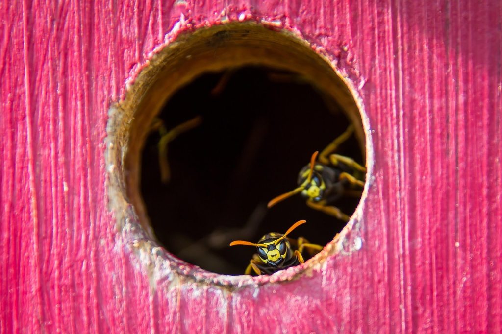 wasps